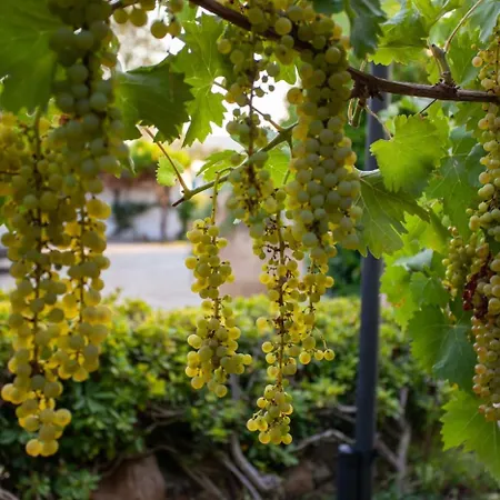 Niloan 빌라 올비아