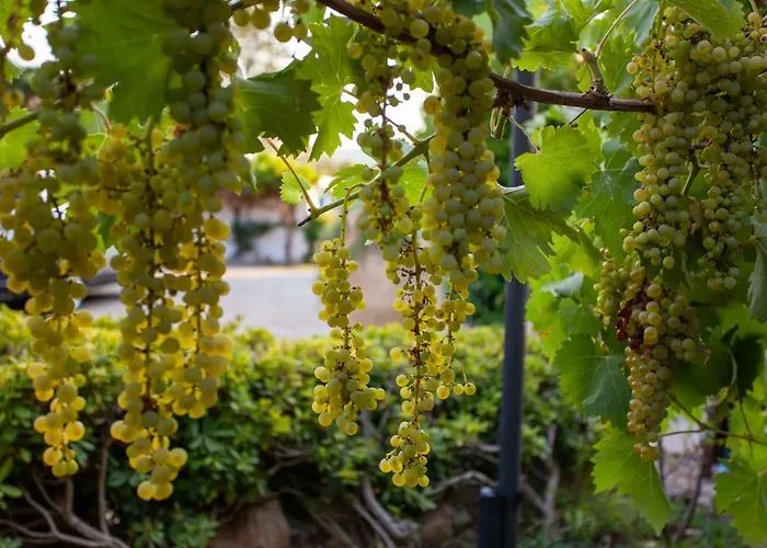 Niloan فيلة أولبيا